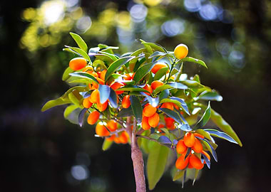 Orange flowers
