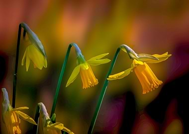 Daffodils