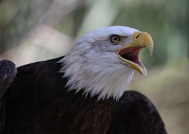 American bald Eagle