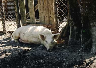 PIG in a Farm