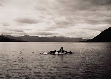 Whales Bubble Feeding