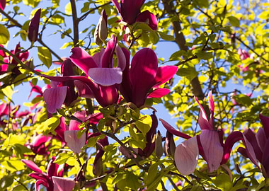 Magnolia