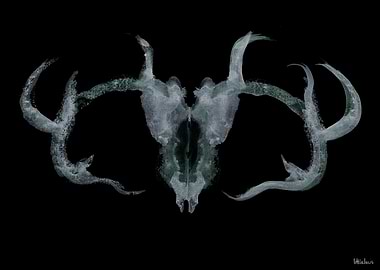 Antler Skull
