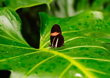Butterfly on a Leaf