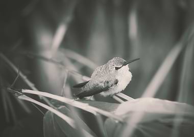 Hummingbird and Bamboo