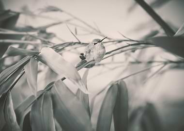 Hummingbird Perching