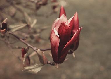 Magnolia