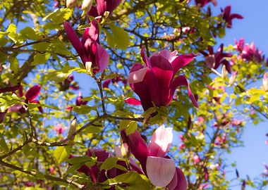Magnolia