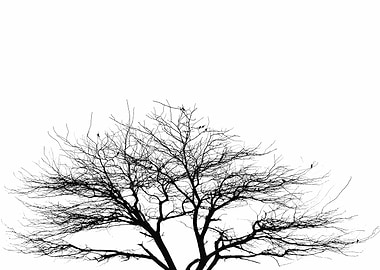Just branches