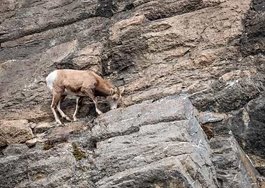 Mountain Goat on Cliff