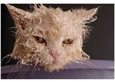 Wet Cat
