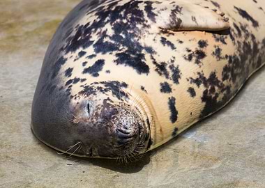 Cute grey seal