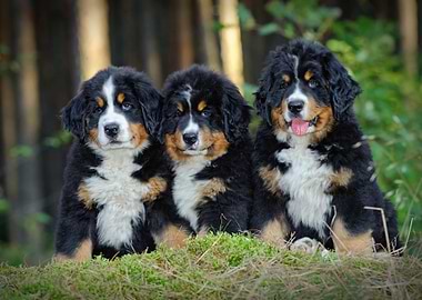 Berner puppies