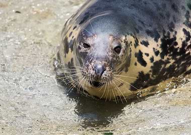Cute grey seal