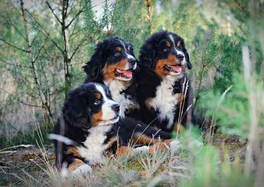 Bernese puppies