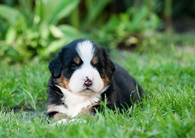 Berner puppy