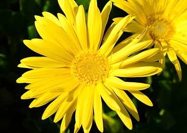 Yellow daisy