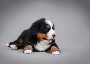Bernese puppies