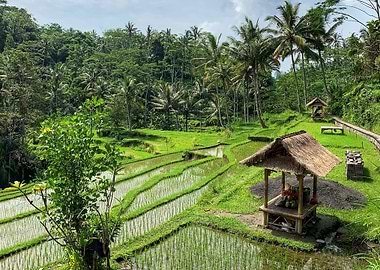 Bali rice terraces