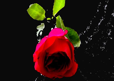 RED ROSE
