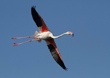 Greater Flamingo