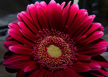 red gerbera flower