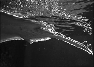 Aesthetic Rayfish BW 3