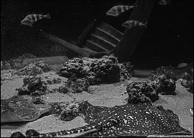 Aesthetic Rayfish BW 7