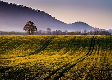 Rape field at sunrise
