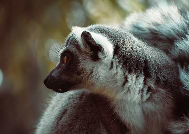 Lemur