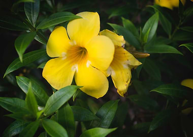 Yellow flower