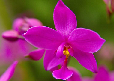 Orchid 2