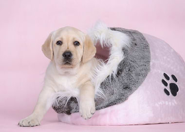 Pink Labrador puppy
