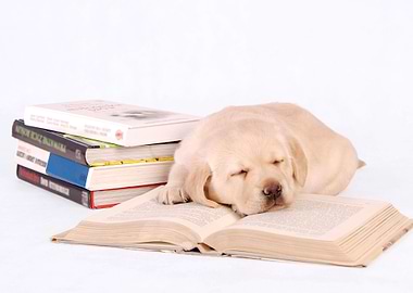 Labrador puppy with books