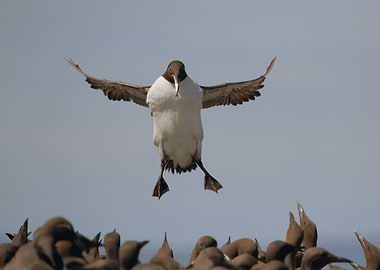 Guillemot Colony