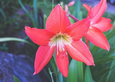 Red flower