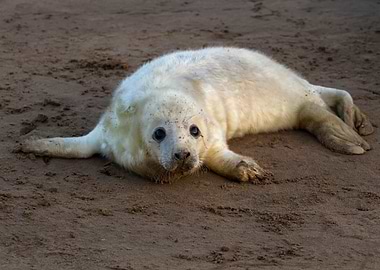 Baby Seal