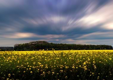 The yellow field