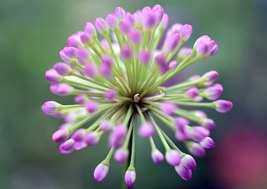 Firework flower