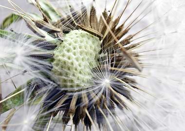 Dandelion Flower