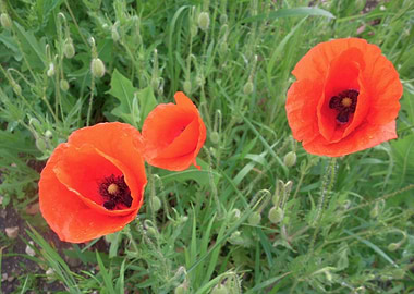 3 Poppy flowers