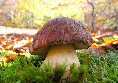 Boletus pinicola