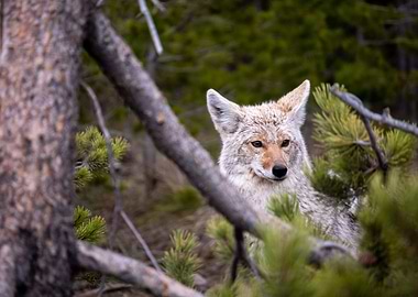 Red Fox at Glacier