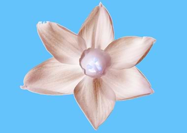 WHITE FLOWER INVERTED