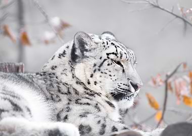 Snow Leopard