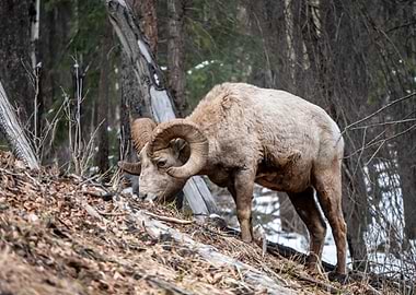 Big Horn Sheep