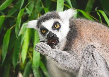 Lemur