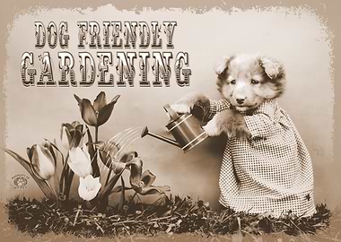 Dog Friendly Garden