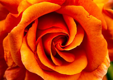 Orange Rose