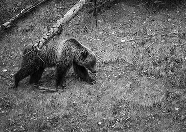 Grizzly Bear at Glacier